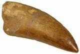 Serrated Carcharodontosaurus Tooth - Excellent Quality #330013-1
